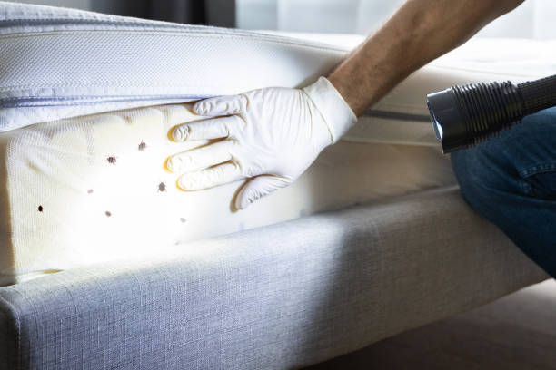 Best Termite Control Services  in Byron, IL
