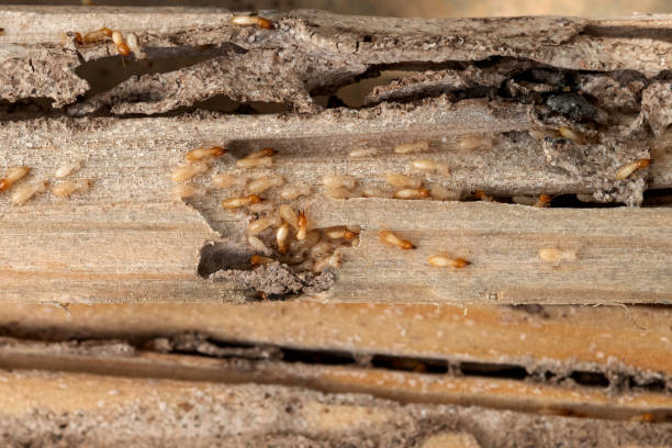 Best Pest Control Near Me  in Byron, IL
